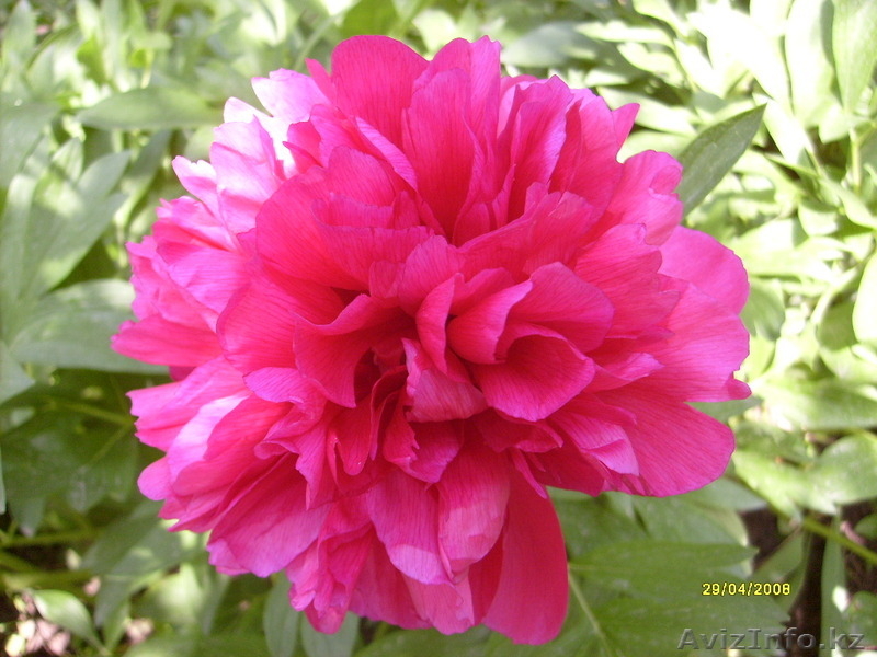 садовые растения   - Изображение #3, Объявление #1374640