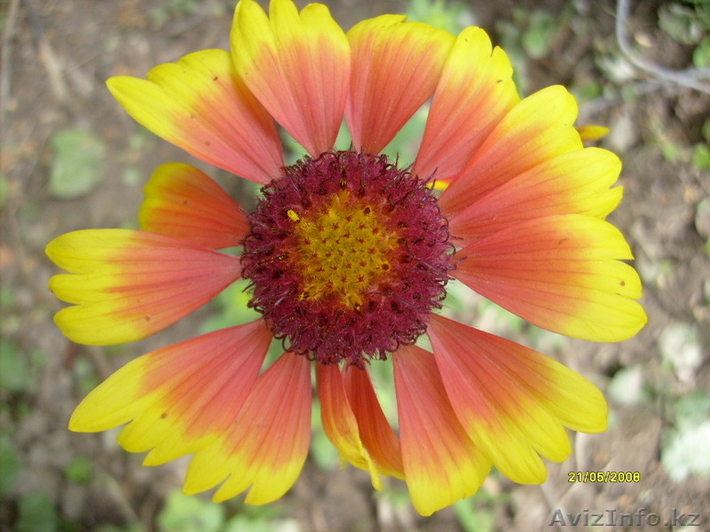 садовые растения   - Изображение #1, Объявление #1374640