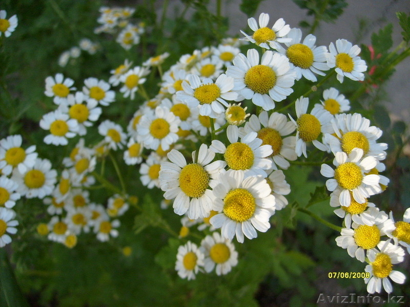 садовые растения   - Изображение #2, Объявление #1374640