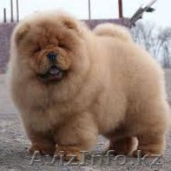 Продаются щенки Чау Чау - Изображение #3, Объявление #1450253