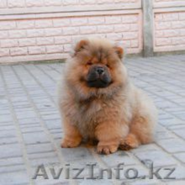 Продаются щенки Чау Чау - Изображение #2, Объявление #1450253