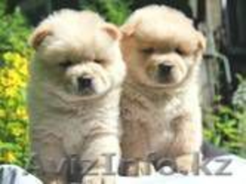 Продаются щенки Чау Чау - Изображение #1, Объявление #1450253