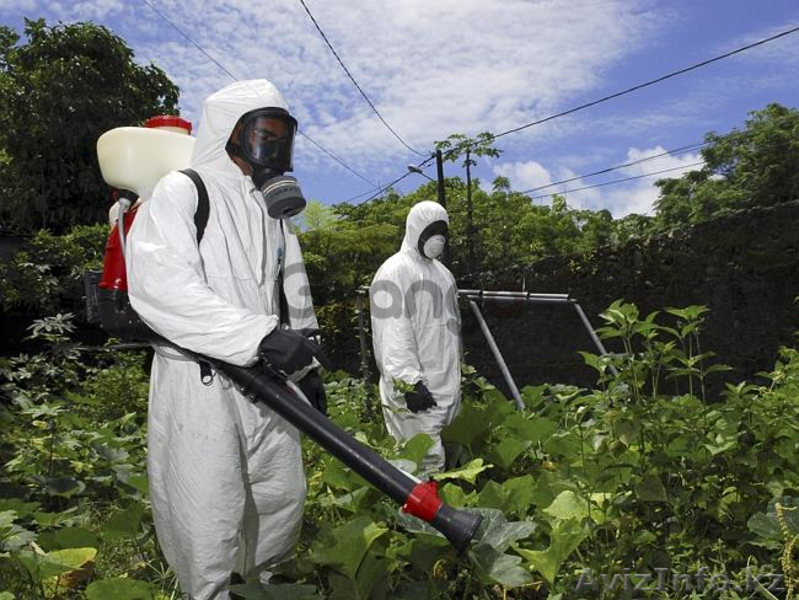 Юг Дезинфекция - уничтожение вредных насекомых и грызунов - Изображение #2, Объявление #1507349