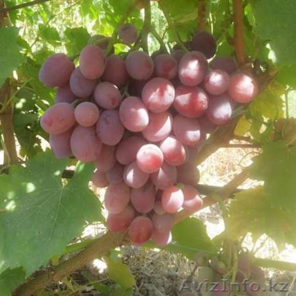 продаются саженцы - Изображение #1, Объявление #1542066