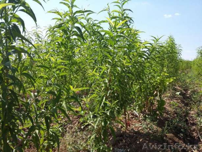 Продаются саженцы всех видов. Оптом и в розницу. Тел +7 705 864 31 11  - Изображение #2, Объявление #1542073