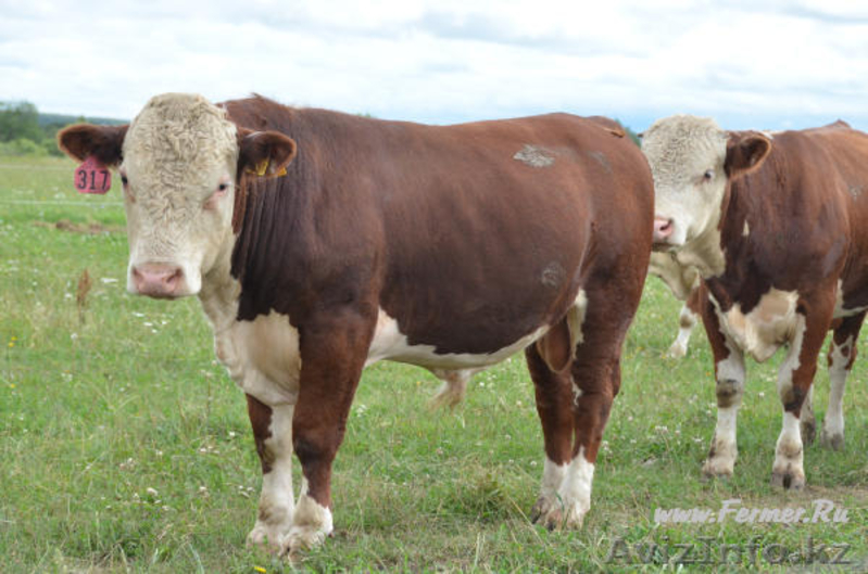 ТОО "Казмоторс" производство лучшего комбикорма в гранулах в ЮКО - Изображение #2, Объявление #1543957