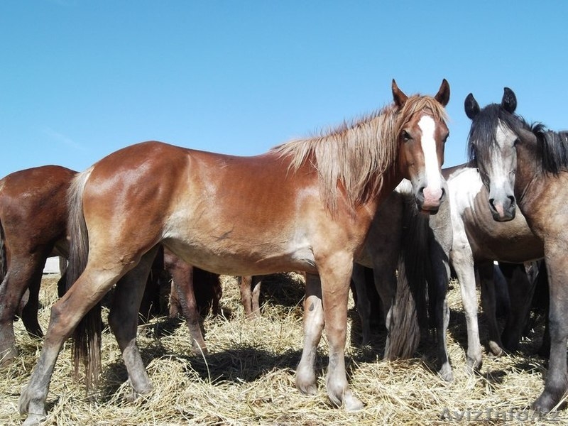 ТОО "Казмоторс" производство лучшего комбикорма в гранулах в ЮКО - Изображение #3, Объявление #1543957