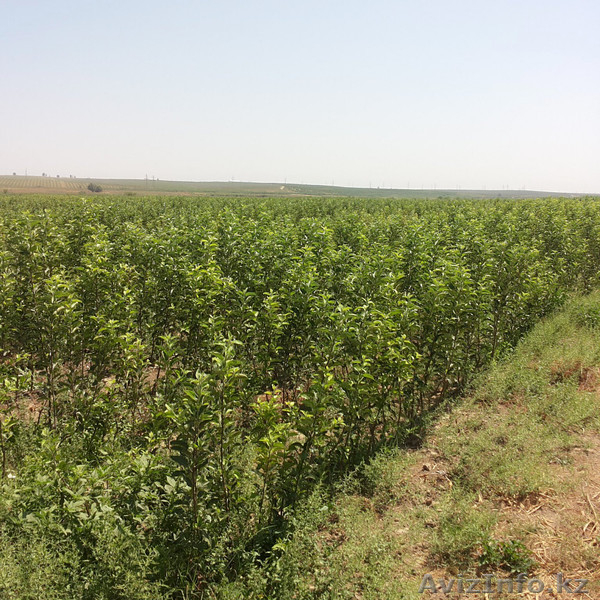 продаются саженцы - Изображение #5, Объявление #1542066