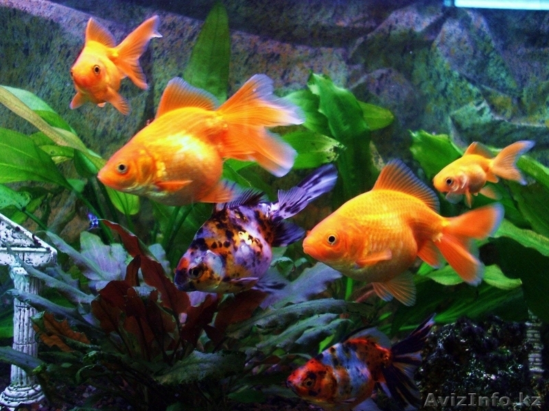 ТОО "Казмоторс" производство лучшего комбикорма в гранулах в ЮКО - Изображение #5, Объявление #1543957