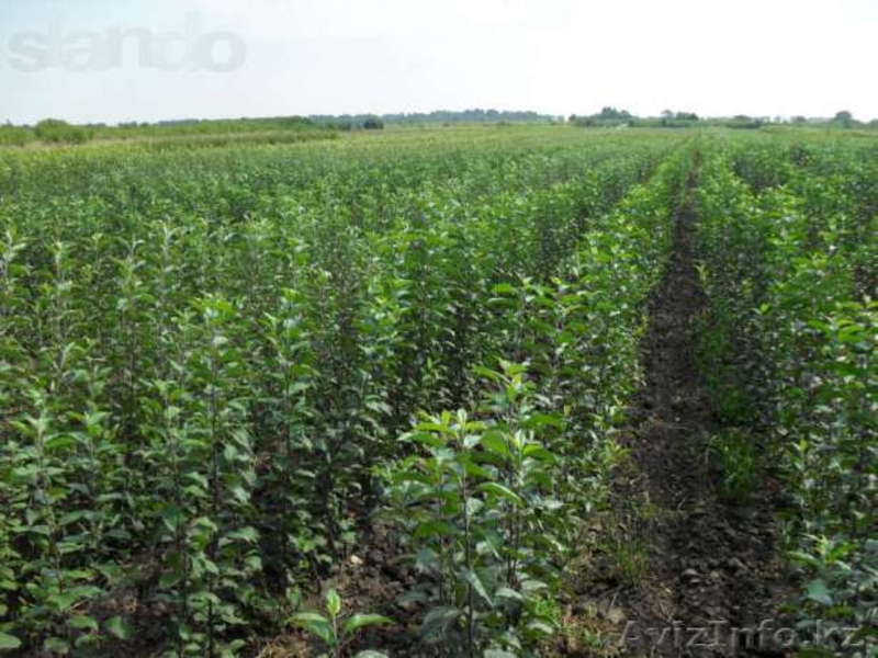 Продаются саженцы всех видов. Оптом и в розницу. Тел +7 705 864 31 11  - Изображение #4, Объявление #1542073