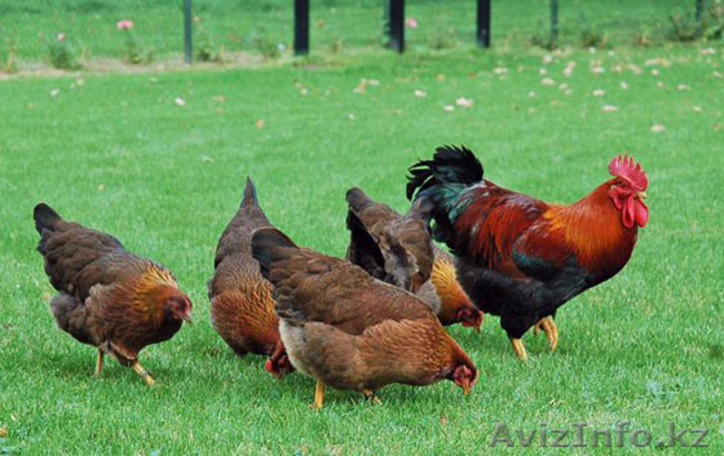 ТОО "Казмоторс" производство лучшего комбикорма в гранулах в ЮКО - Изображение #6, Объявление #1543957