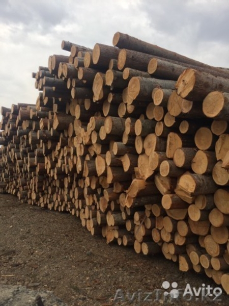 Пиломатериалы из отборных пород дерева - Изображение #3, Объявление #1610306
