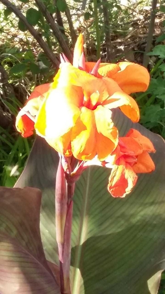 Продам дачу срочно. - Изображение #3, Объявление #1702363