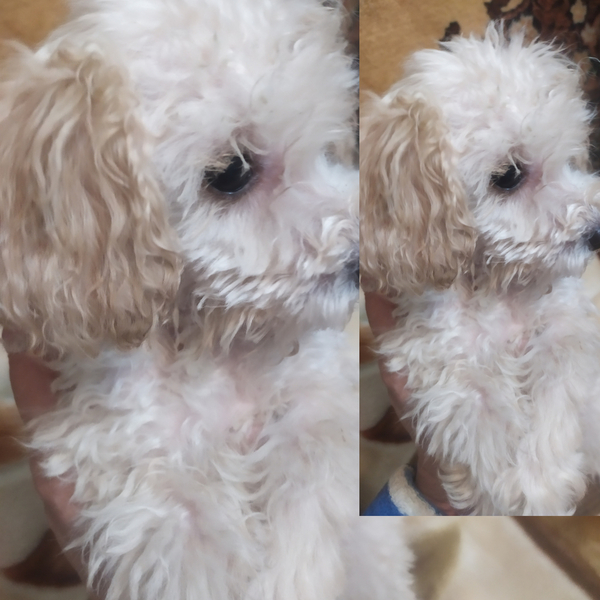 Щенки  пуделя  - Изображение #2, Объявление #1730478